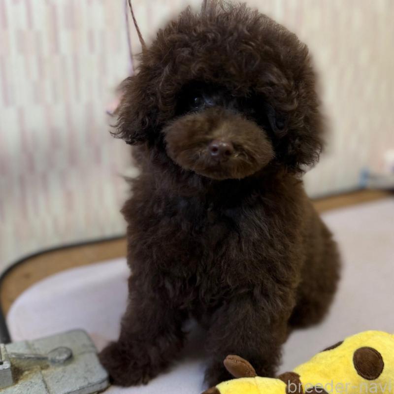 販売中の千葉県のタイニープードル-420123の4枚目