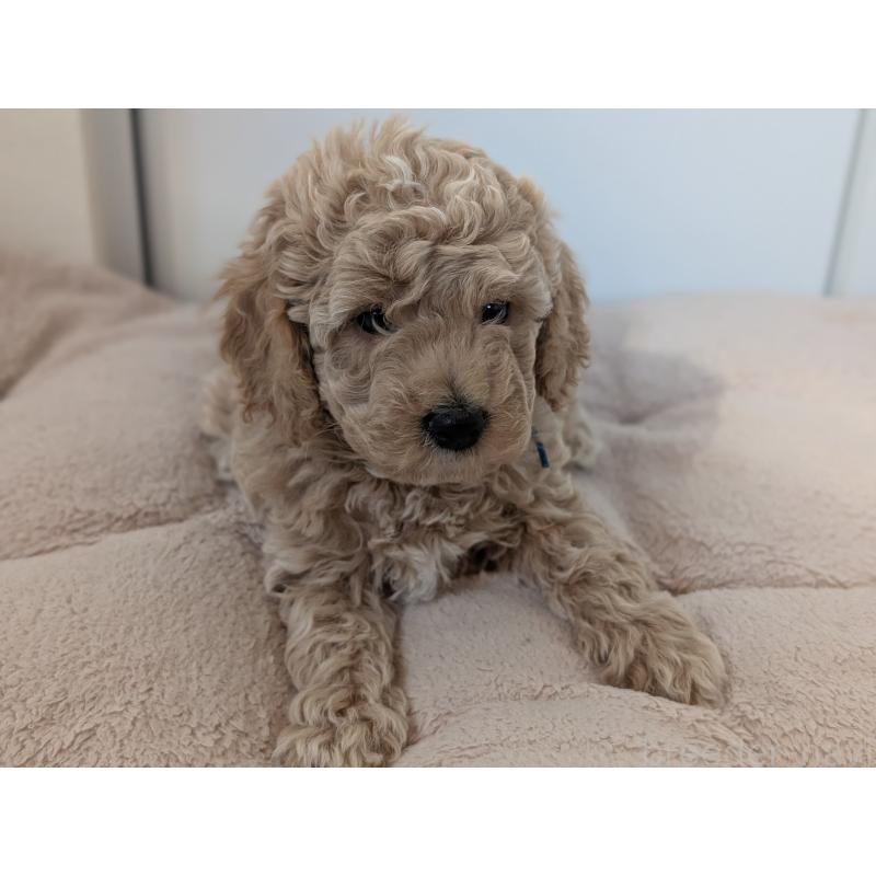 成約済の千葉県のミディアムプードル-437031の4枚目