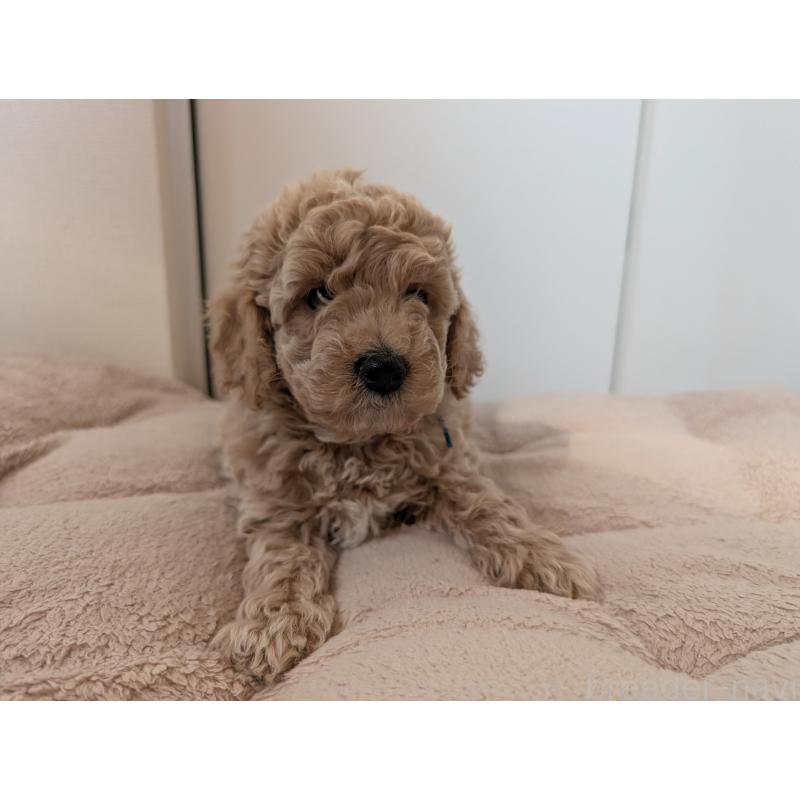 成約済の千葉県のミディアムプードル-437031の2枚目