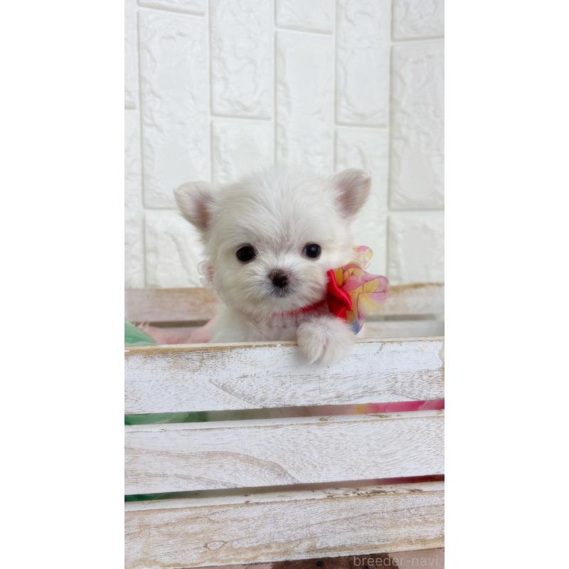 販売中の福岡県のチワマル:チワワ×マルチーズ-444339の5枚目