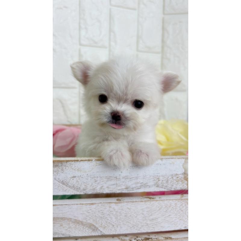 販売中の福岡県のチワマル:チワワ×マルチーズ-444339の3枚目