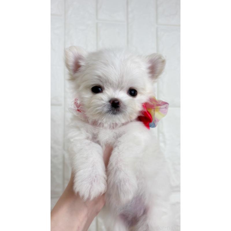 販売中の福岡県のチワマル:チワワ×マルチーズ-444339の2枚目