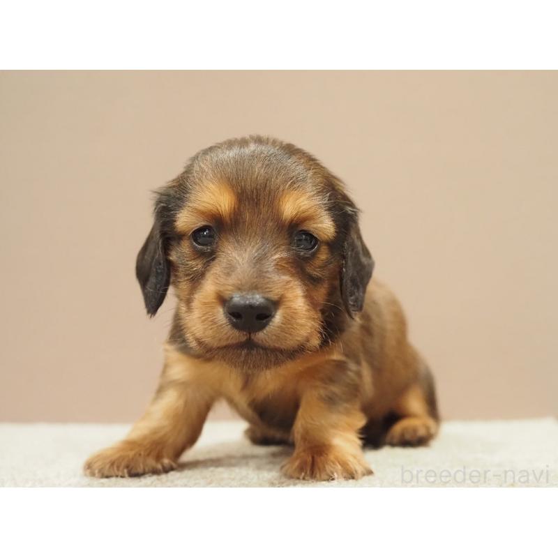 販売中の愛知県のミニチュアダックスフンド(ロングヘアード)-444340の8枚目