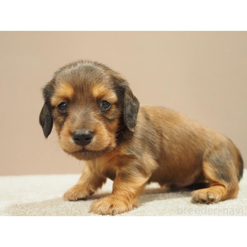 販売中の愛知県のミニチュアダックスフンド(ロングヘアード)-444340の7枚目