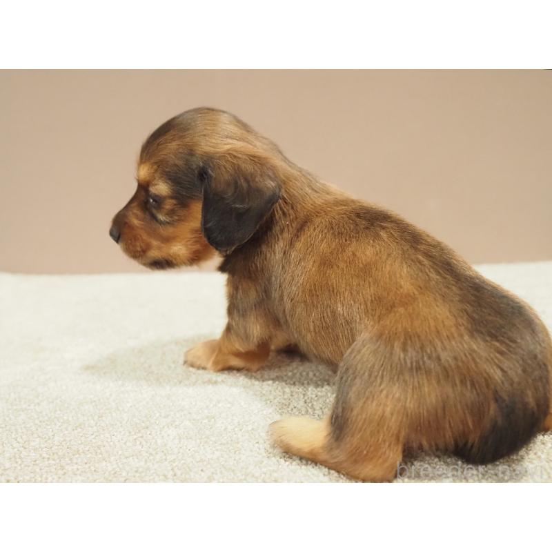 販売中の愛知県のミニチュアダックスフンド(ロングヘアード)-444340の6枚目