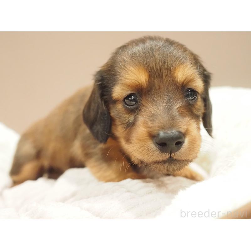 販売中の愛知県のミニチュアダックスフンド(ロングヘアード)-444340の5枚目