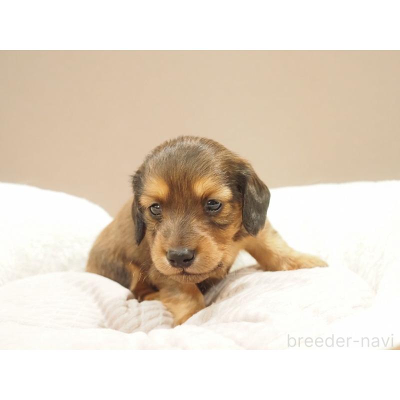 販売中の愛知県のミニチュアダックスフンド(ロングヘアード)-444340の4枚目