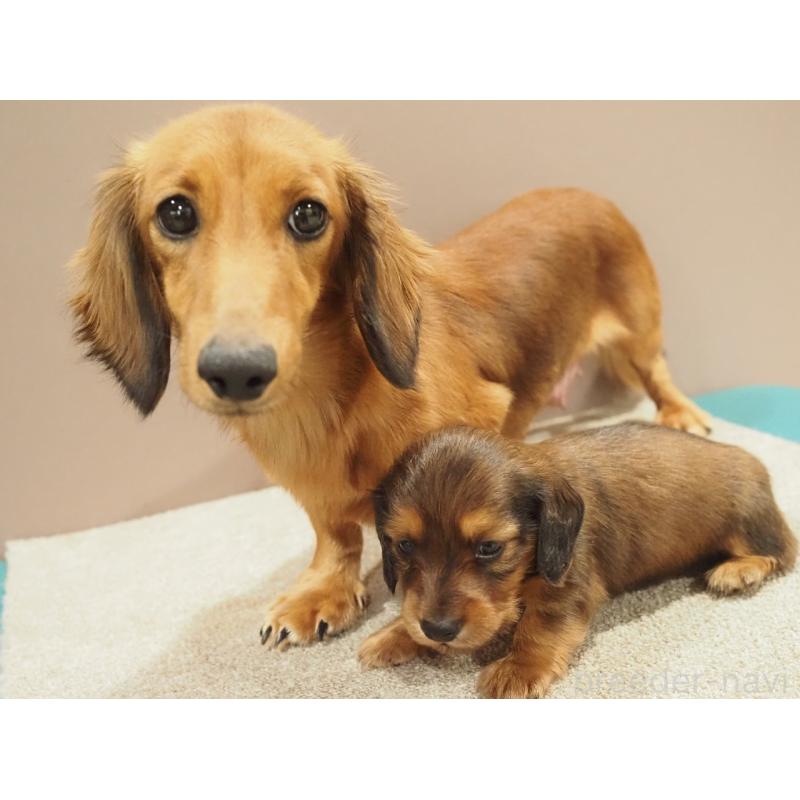 販売中の愛知県のミニチュアダックスフンド(ロングヘアード)-444340の3枚目