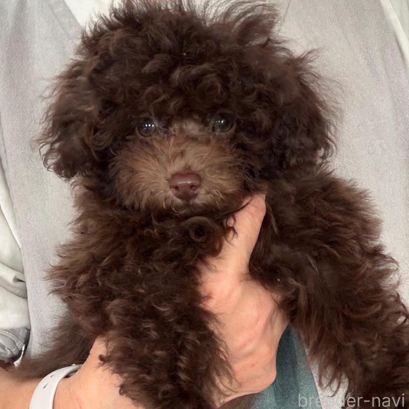 販売中の千葉県のティーカッププードル-432357の1枚目