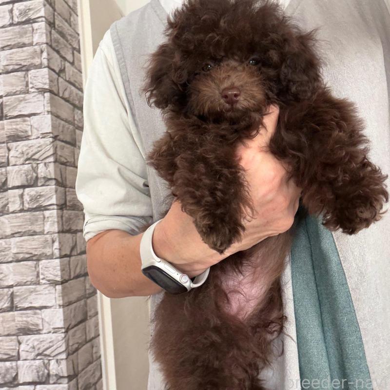 販売中の千葉県のティーカッププードル-432357の2枚目