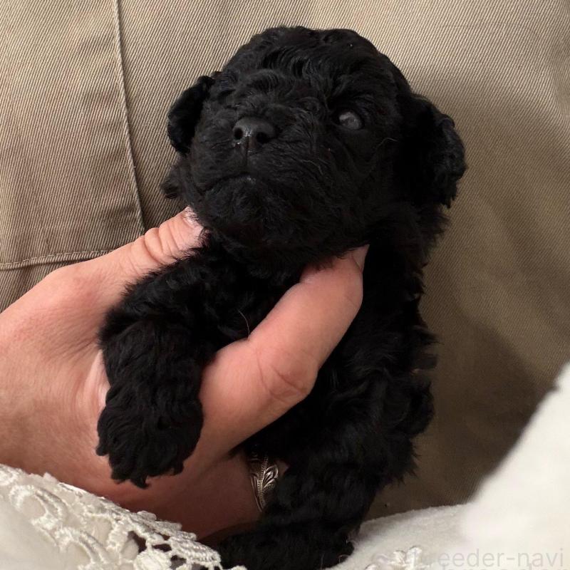 成約済の千葉県のトイプードル-439487の3枚目