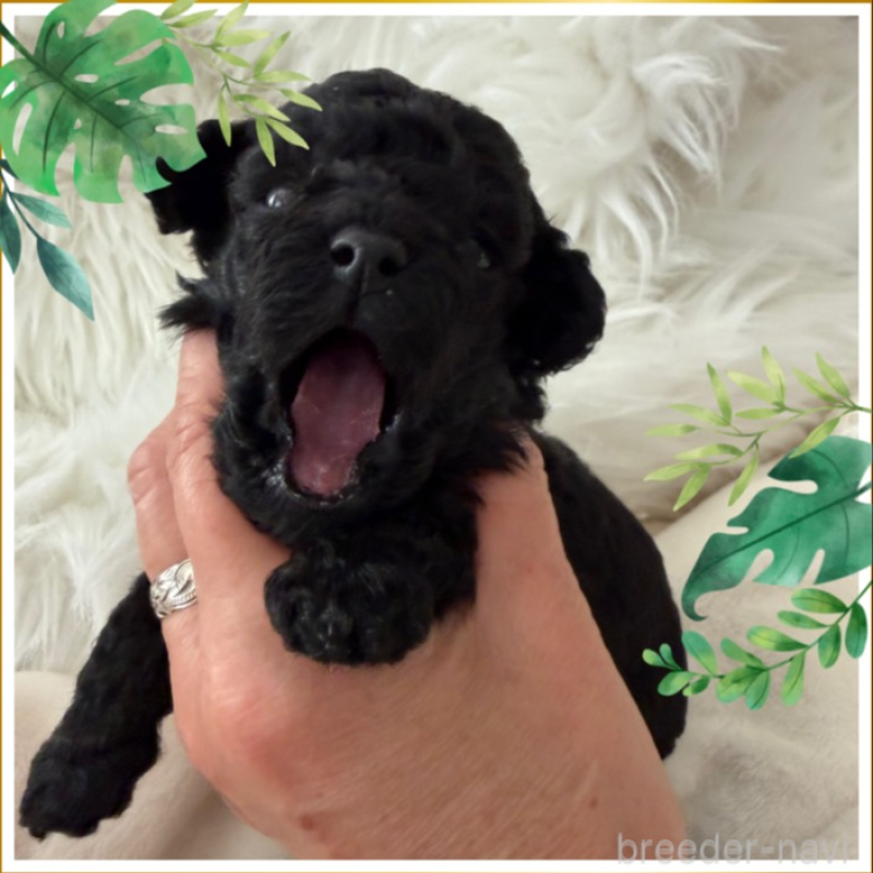 成約済の千葉県のトイプードル-439487の1枚目