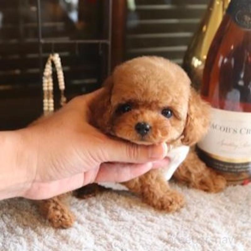 販売中の埼玉県のティーカッププードル-444342の1枚目