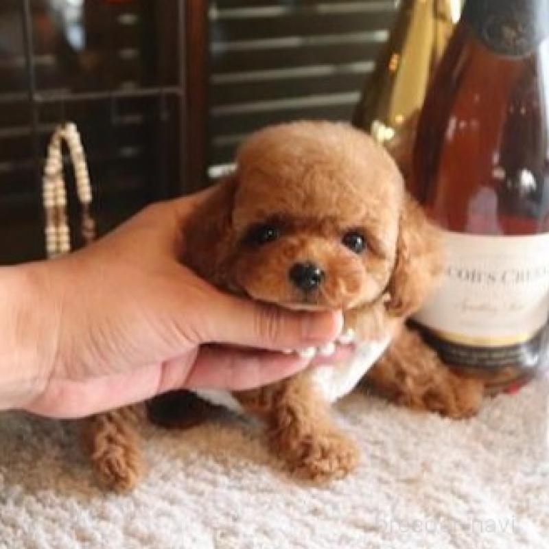 販売中の埼玉県のティーカッププードル-444342の4枚目