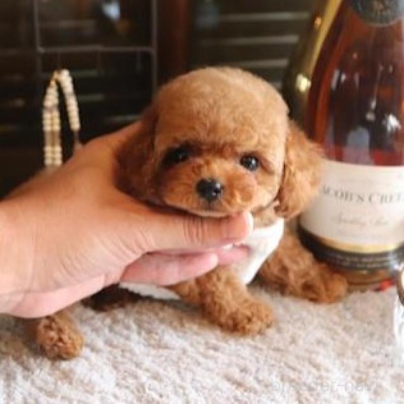 販売中の埼玉県のティーカッププードル-444342の3枚目