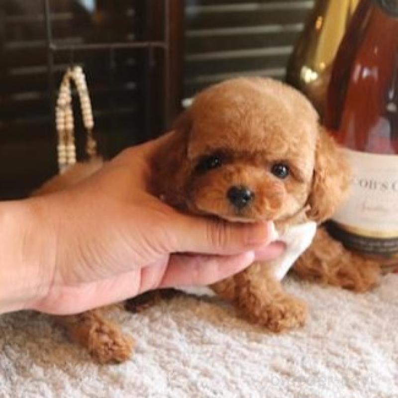 販売中の埼玉県のティーカッププードル-444342の2枚目