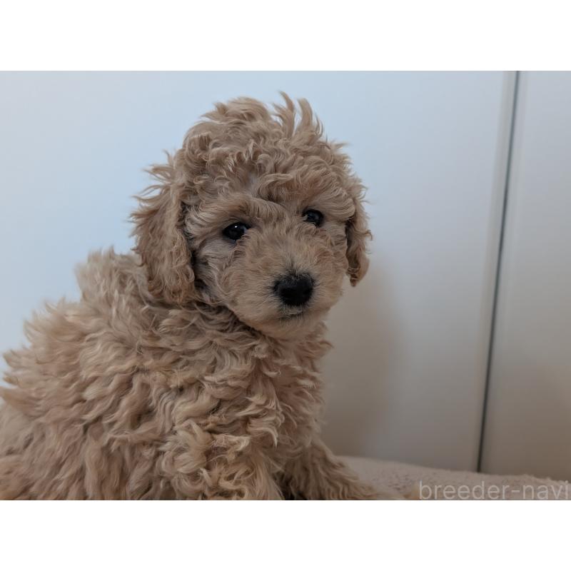 販売中の千葉県のミディアムプードル-444341の3枚目