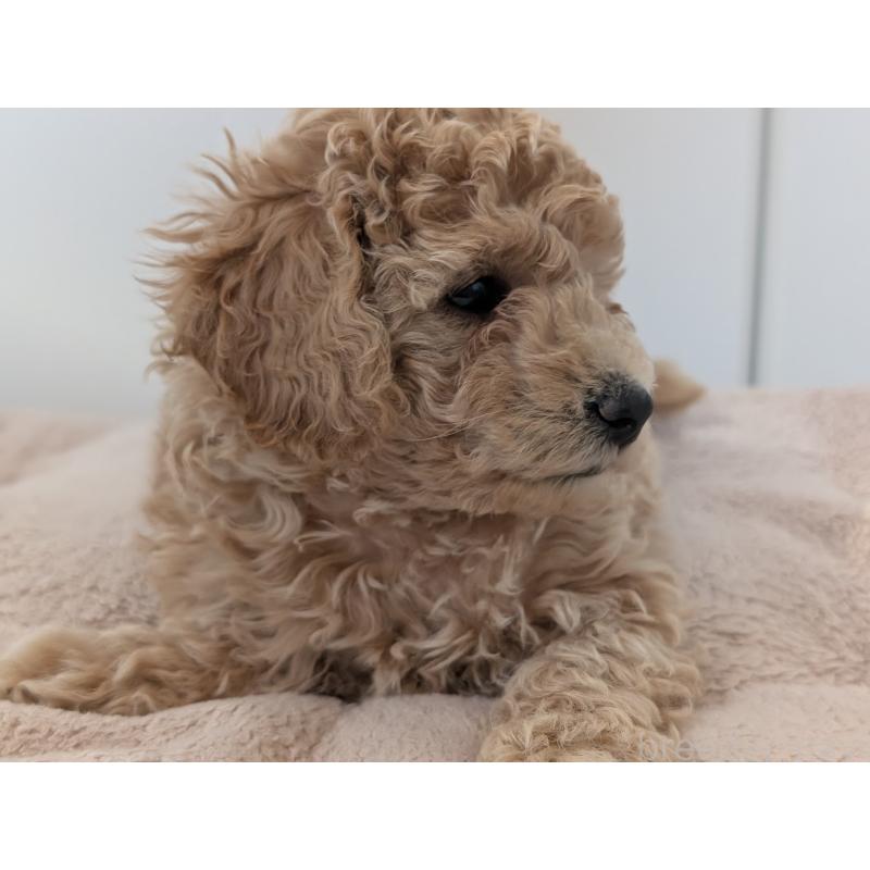 販売中の千葉県のミディアムプードル-444341の2枚目