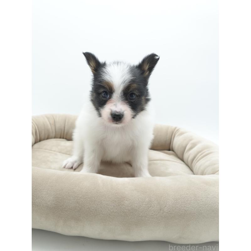 販売中の群馬県のパピヨン-436785の4枚目