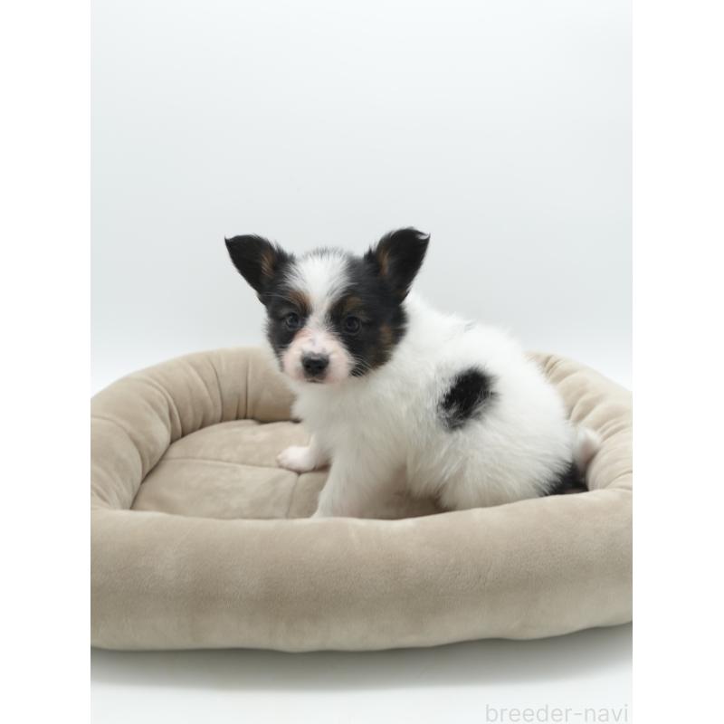 販売中の群馬県のパピヨン-436785の3枚目