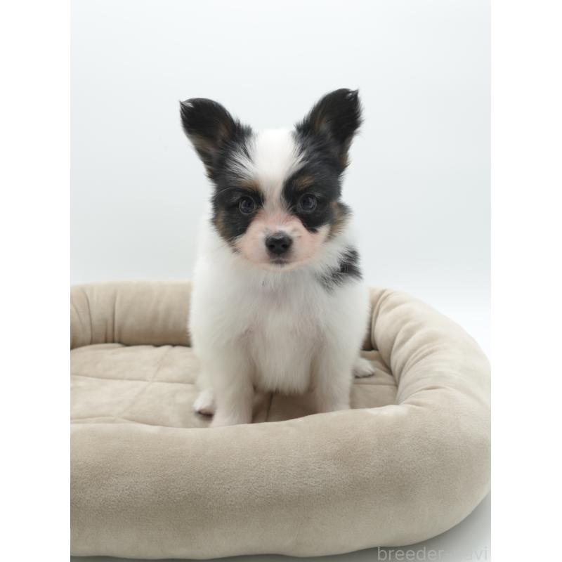 成約済の群馬県のパピヨン-436784の3枚目