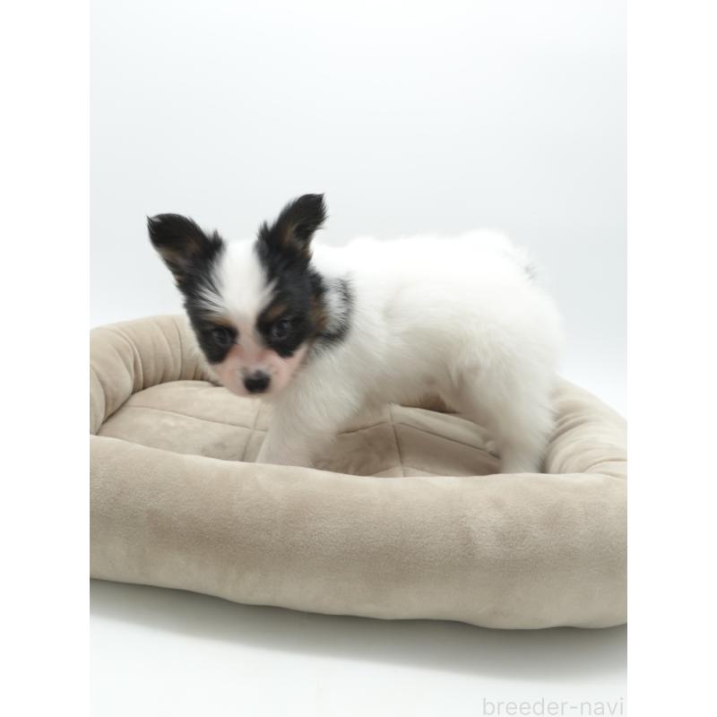 成約済の群馬県のパピヨン-436784の2枚目