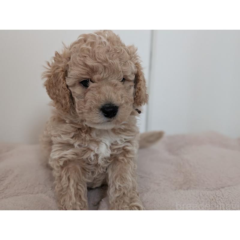 販売中の千葉県のミディアムプードル-444343の4枚目
