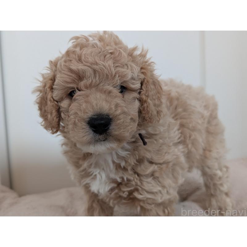 販売中の千葉県のミディアムプードル-444343の3枚目