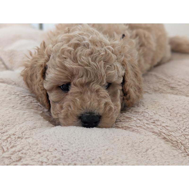 販売中の千葉県のミディアムプードル-444343の2枚目