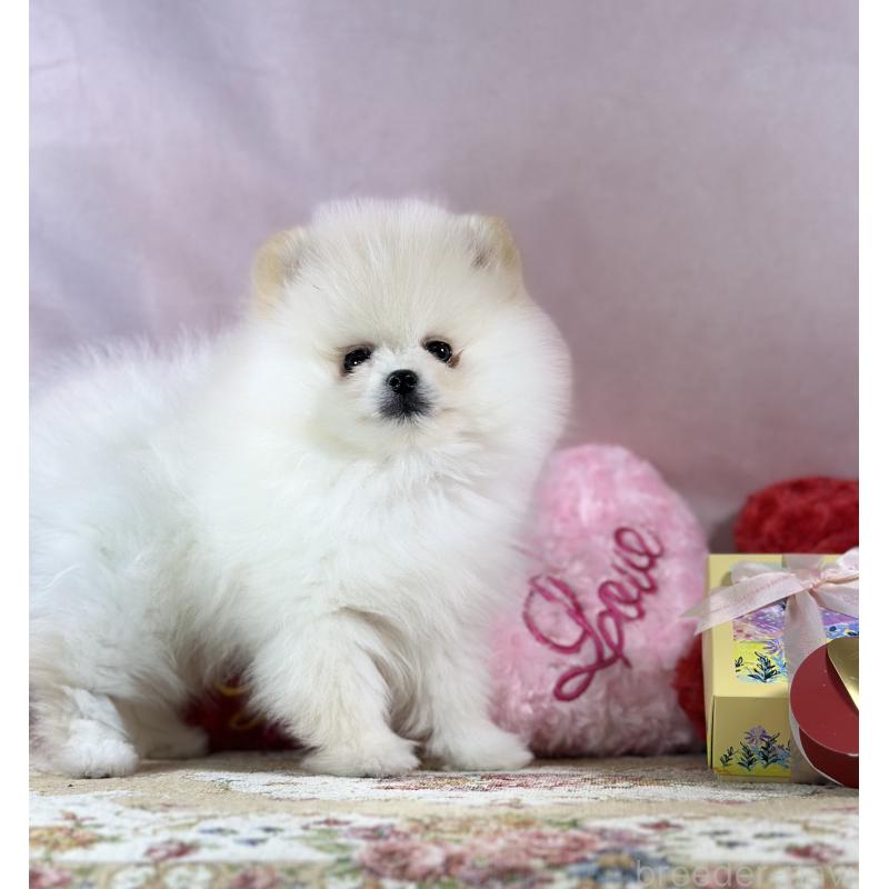 販売中の京都府のポメラニアン-437553の16枚目