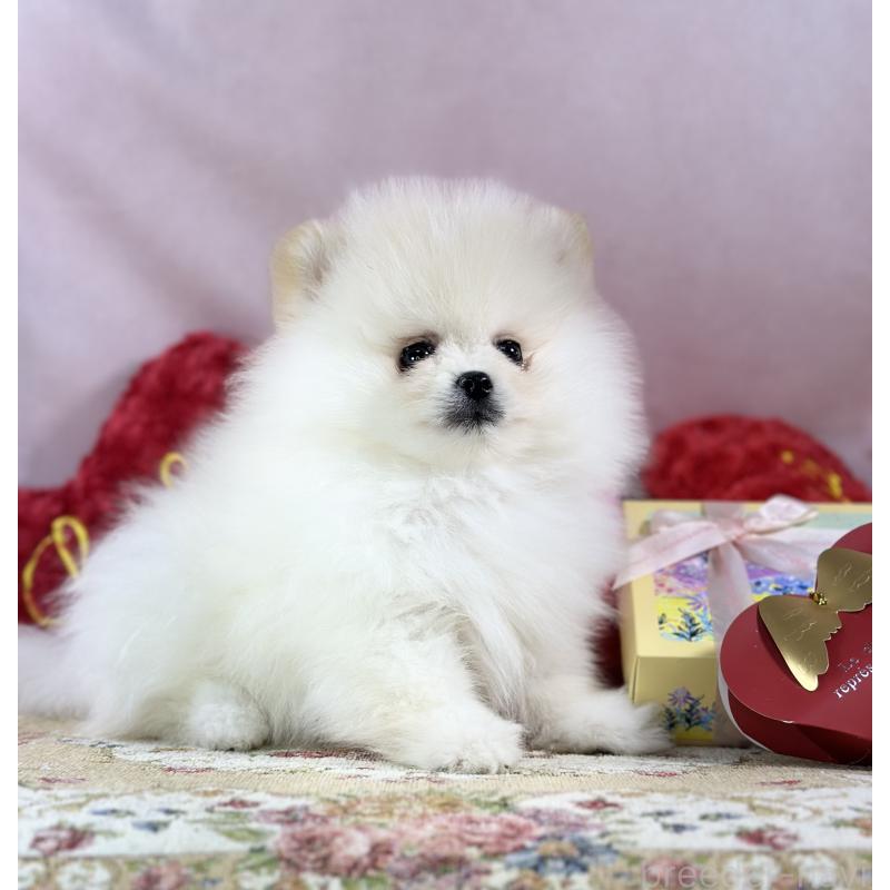 販売中の京都府のポメラニアン-437553の15枚目