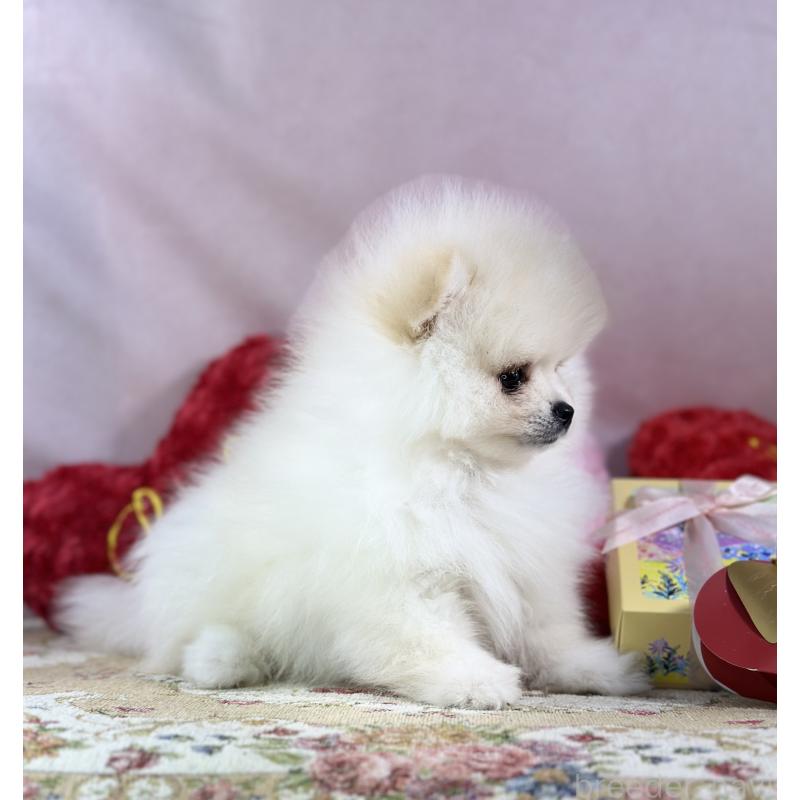 販売中の京都府のポメラニアン-437553の14枚目