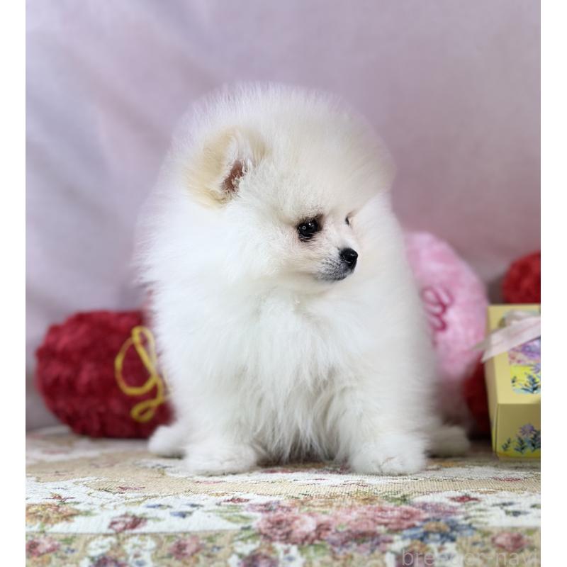 販売中の京都府のポメラニアン-437553の13枚目