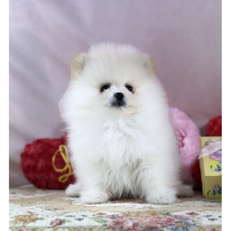 販売中の京都府のポメラニアン-437553の12枚目