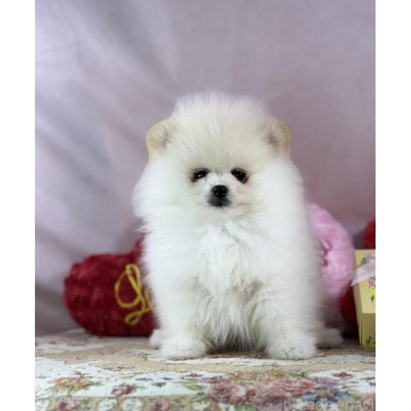 販売中の京都府のポメラニアン-437553の11枚目