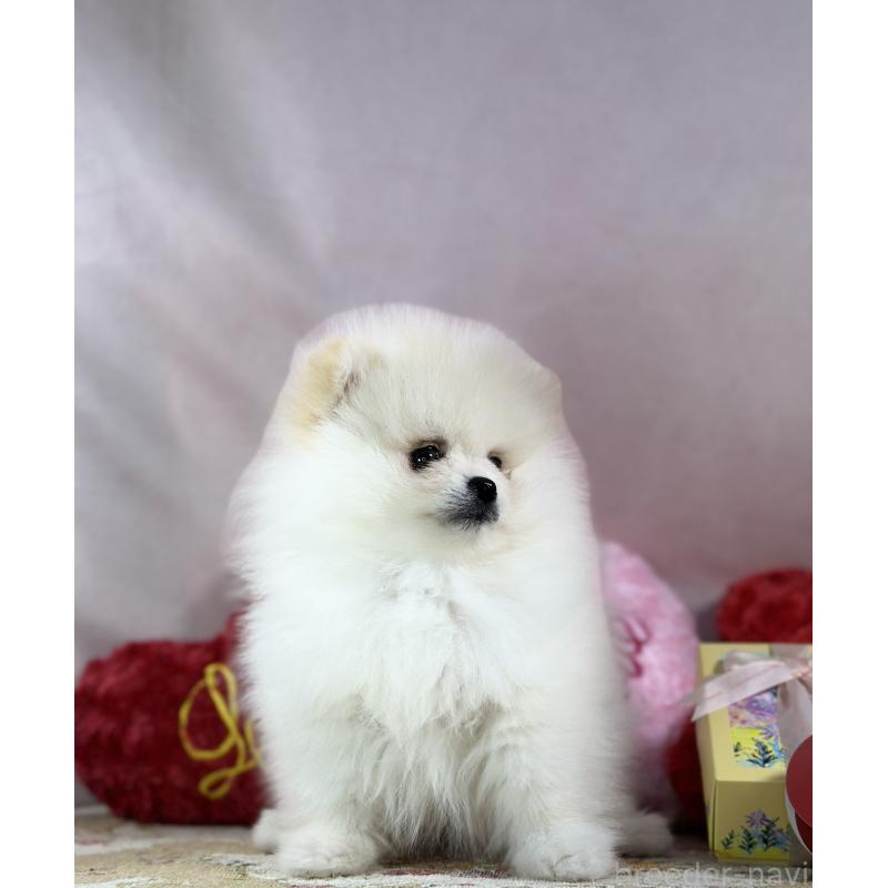 販売中の京都府のポメラニアン-437553の10枚目