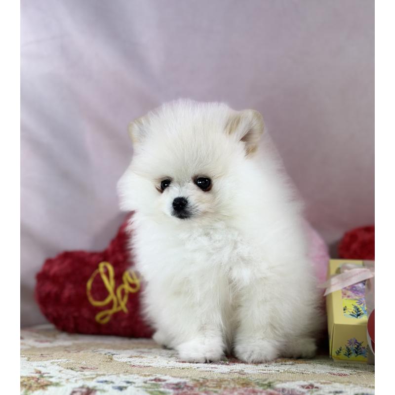 販売中の京都府のポメラニアン-437553の8枚目