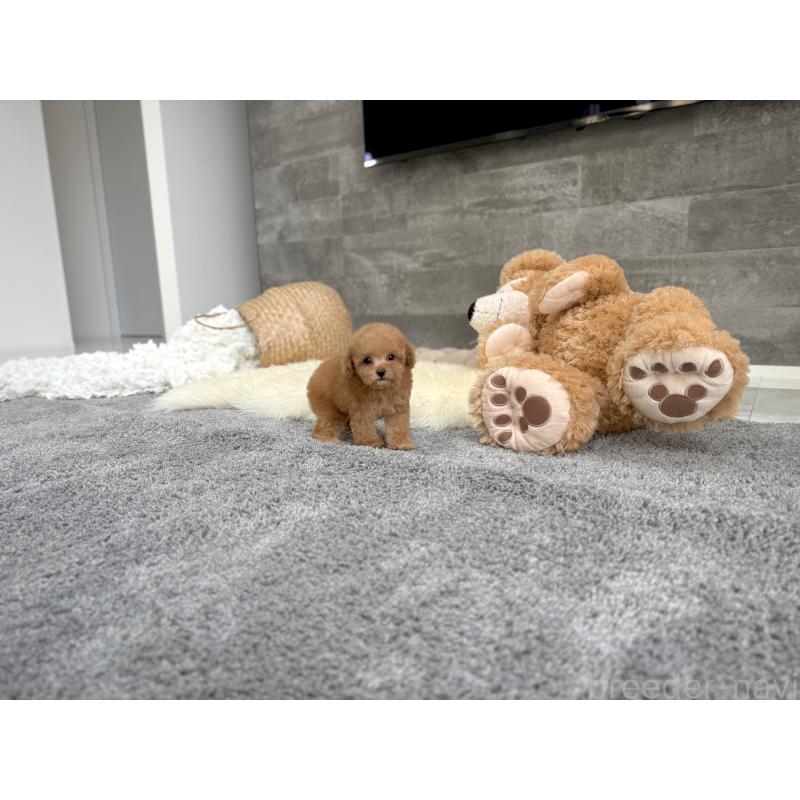 販売中の滋賀県のティーカッププードル-443660の6枚目