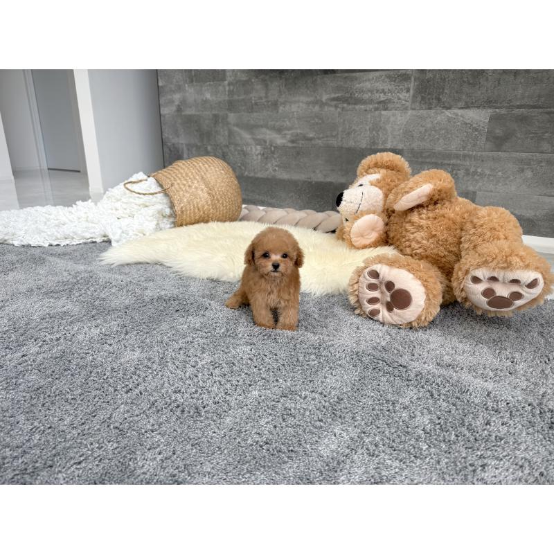 販売中の滋賀県のティーカッププードル-443660の5枚目