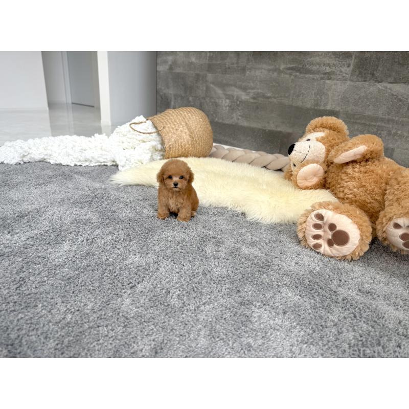 販売中の滋賀県のティーカッププードル-443660の3枚目