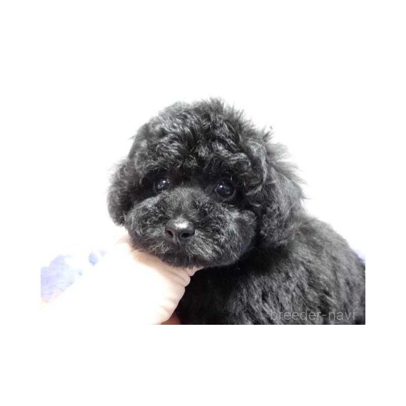 販売中の大阪府のトイプードル-444344の5枚目