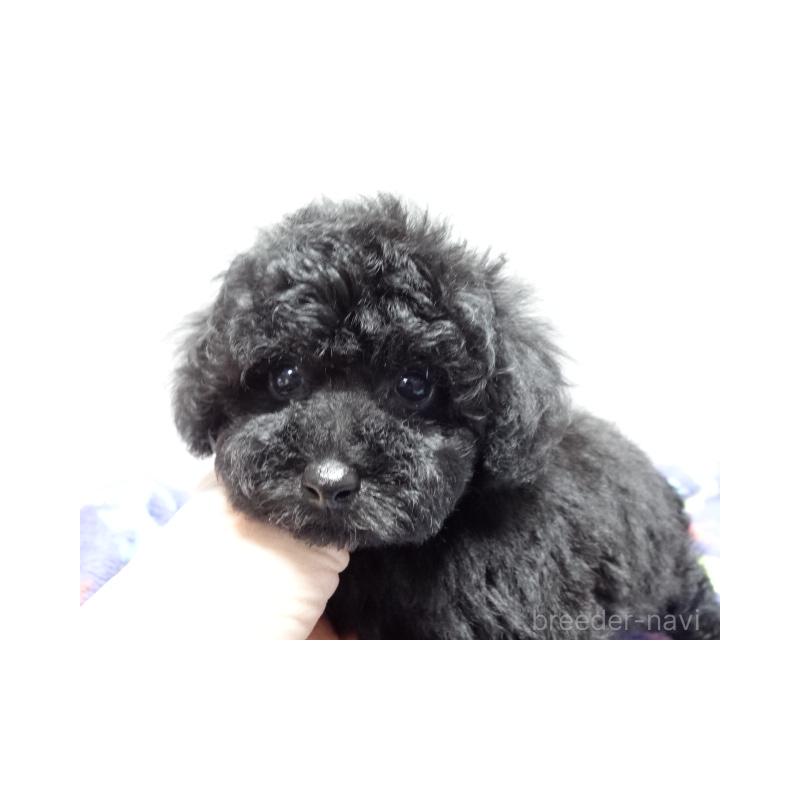 販売中の大阪府のトイプードル-444344の4枚目