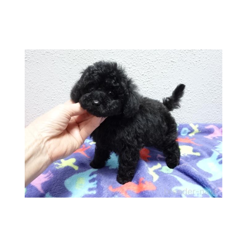 販売中の大阪府のトイプードル-444344の3枚目