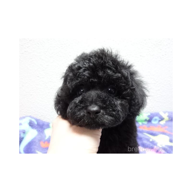 販売中の大阪府のトイプードル-444344の2枚目