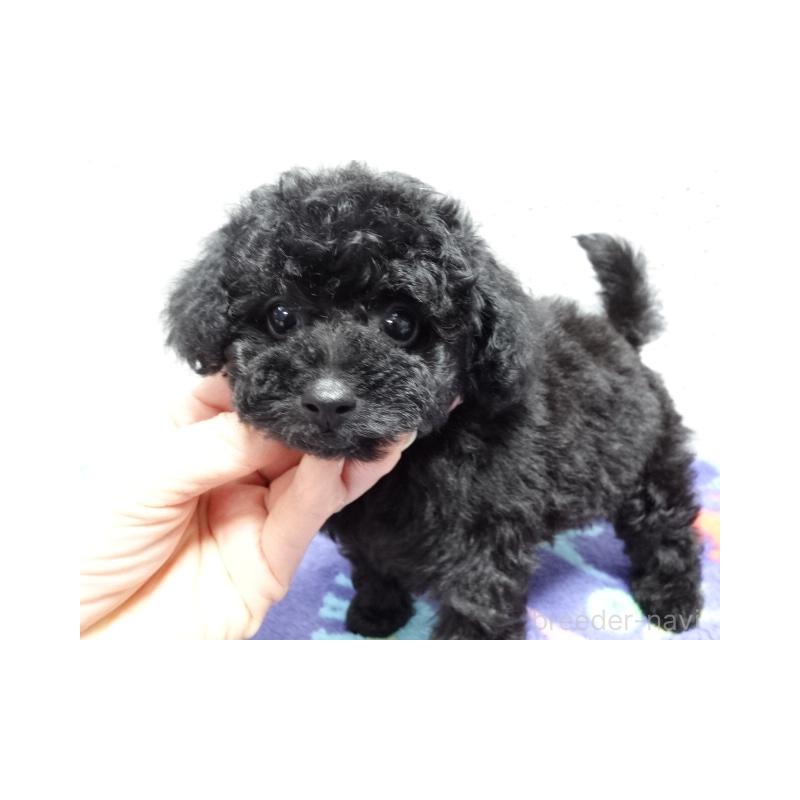 販売中の大阪府のトイプードル-444345の5枚目