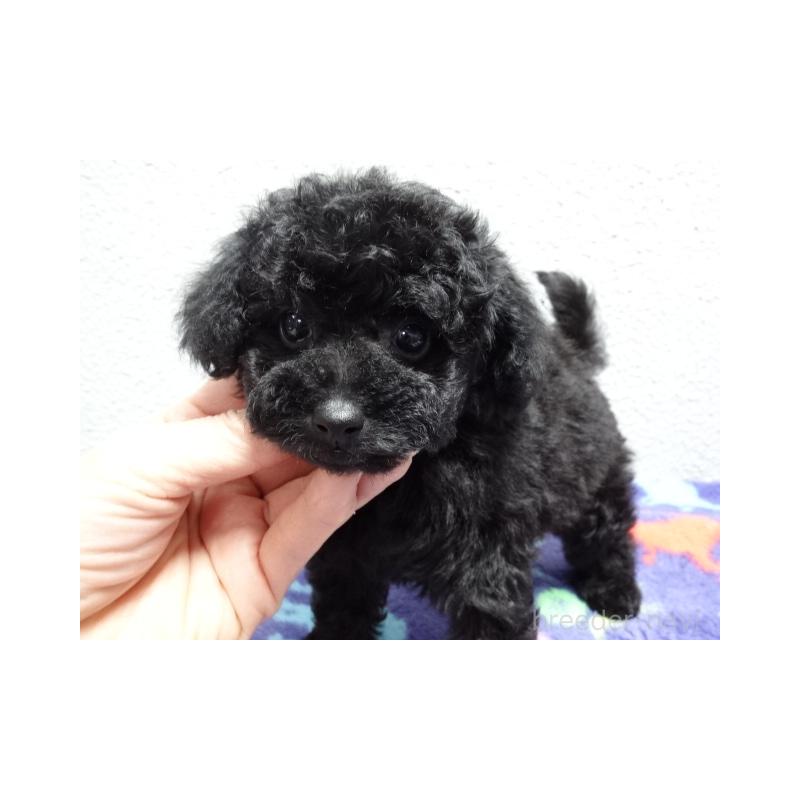 販売中の大阪府のトイプードル-444345の4枚目