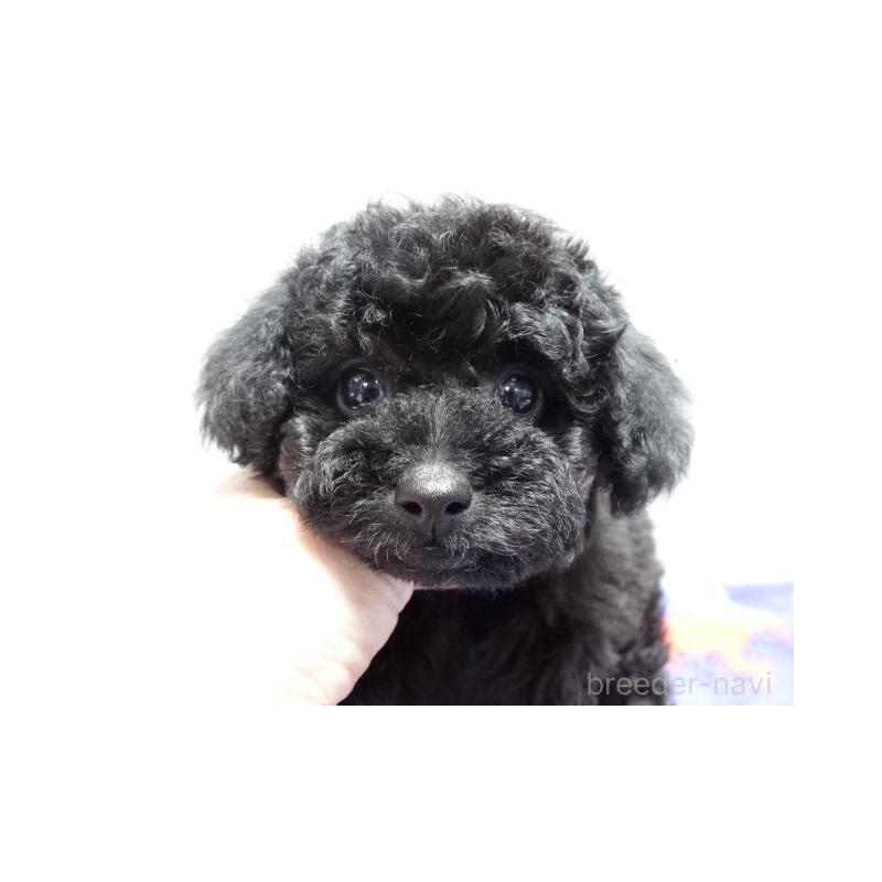 販売中の大阪府のトイプードル-444345の2枚目