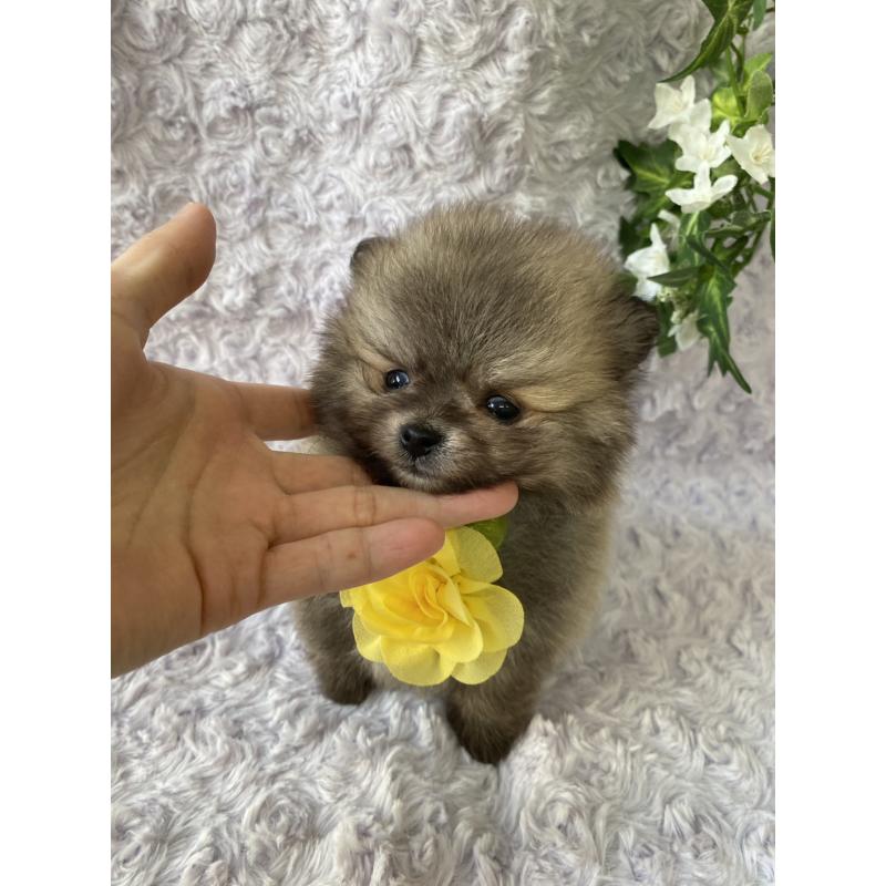 販売中の広島県のポメラニアン-444346の5枚目