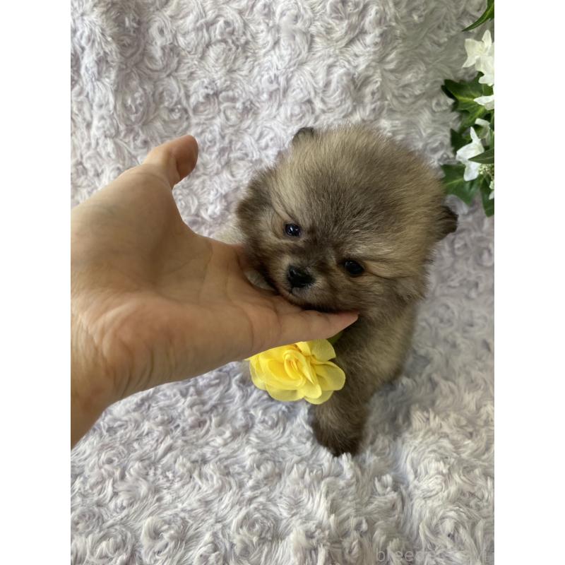 販売中の広島県のポメラニアン-444346の4枚目