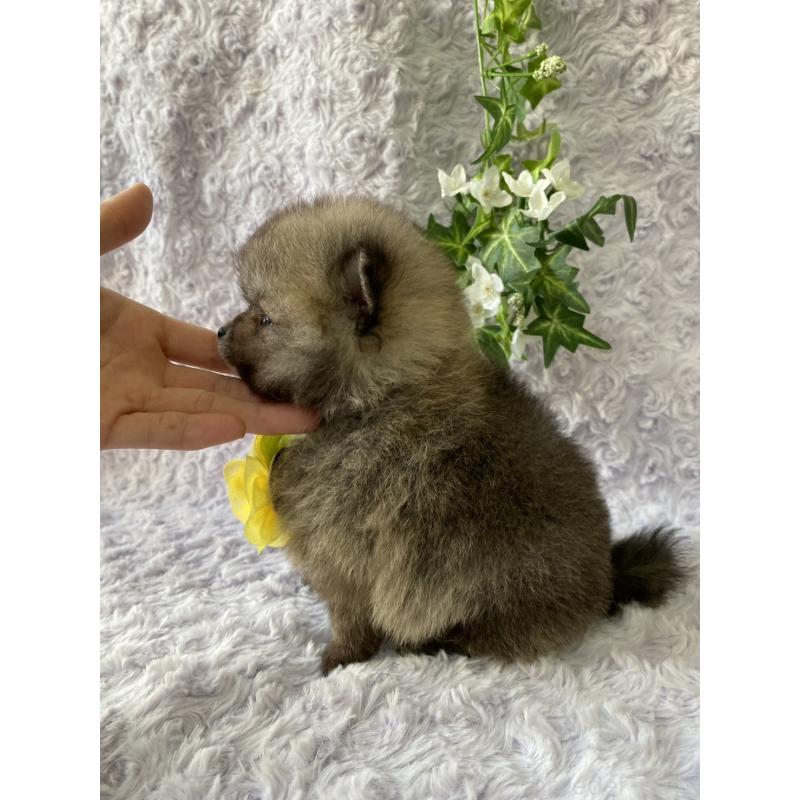 販売中の広島県のポメラニアン-444346の3枚目